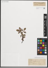 Foto von Salix reticulata L.